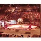 Circus Photo Elephant Balancing Act Center Ring 1970s Vintage Glossy Kodak 5X3.5 Circus Photo Elephant Balancing Act Center Ring 1970s Vintage Glossy Kodak 5X3.5