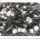 Night Blooming Cereus Cactus Hawaii Glossy BW Photograph Postcard Size