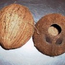 1 Whole Coconut Shell bird toy parts parrots cups craft