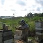 1 Lb Summer Fiesta Honey (raw, unfiltered and unprocessed)