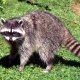 Animal Control