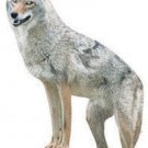 Menacing Coyote Predator Decoy
