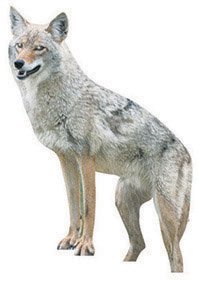 Menacing Coyote Predator Decoy