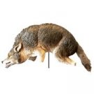 3D Coyote