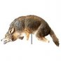 3D Coyote