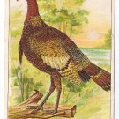 1908 Julius Bien Turkey 9001 Vintage Embossed Thanksgiving Postcard