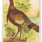 1908 Julius Bien Turkey 9001 Vintage Embossed Thanksgiving Postcard
