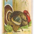 1908 Julius Bien Turkey Hole in Fence 9003 Vintage Thanksgiving Postcard
