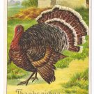 1908 Julius Bien Big Tom Turkey 9204 Vintage Embossed Thanksgiving Postcard