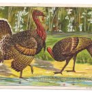 1908 Julius Bien Tom Hen Turkey 9102 Vintage Embossed Thanksgiving Postcard