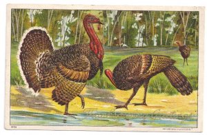 1908 Julius Bien Tom Hen Turkey 9102 Vintage Embossed Thanksgiving Postcard