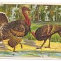 1908 Julius Bien Tom Hen Turkey 9102 Vintage Embossed Thanksgiving Postcard