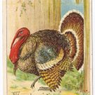 1908 Julius Bien Tom Turkey 9005 Vintage Embossed Thanksgiving Postcard