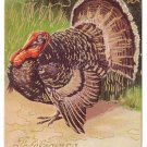 Tom Turkey Vintage Thanksgiving Postcard Embossed with Gold Accents