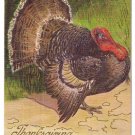 Vintage Thanksgiving Postcard Tom Turkey Embossed Moire Background 1908