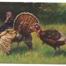 Schonian Turkeys Vintage Thanksgiving UND Postcard GAN