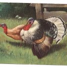 AS Alfred Schonian Vintage Thanksgiving UDB Postcard Hen and Tom Turkeys 1906 GAN