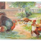Turkeys with Rooster Vintage Thanksgiving Postcard