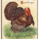 Turkey Embossed IAP Vintage Thanksgiving Postcard ca 1908