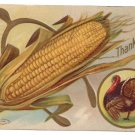 Wishbone Ear of Corn Turkey Vintage Taggart Thanksgiving Litho Postcard 1909