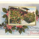Florida Christmas Greetings Poinsettias Vintage Postcard
