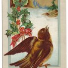 Wooded Scene Robin Holly Lightly Embossed Vintage Christmas Bird Postcard