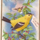 Goldfinch Bird Embossed Vintage Greetings Postcard Nash