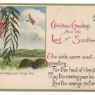 California Pepper Tree Vintage Christmas Postcard 1922