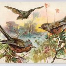 Fleischmann's Yeast Trade Card Chromo Advert Birds Premium