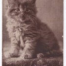 C.E. Bullard Cat Antique Postcard Sheahan Cute Kitty Series
