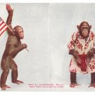 Chimpanzee Baldy Vintage Patriotic Postcard NY Zoological Park US Flag