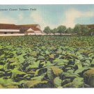 Lancaster Pa Tobacco Field Vintage Linen Postcard Curteich 1950 Lancaster Pa Tobacco Field Vintage Linen Postcard Curteich 1950