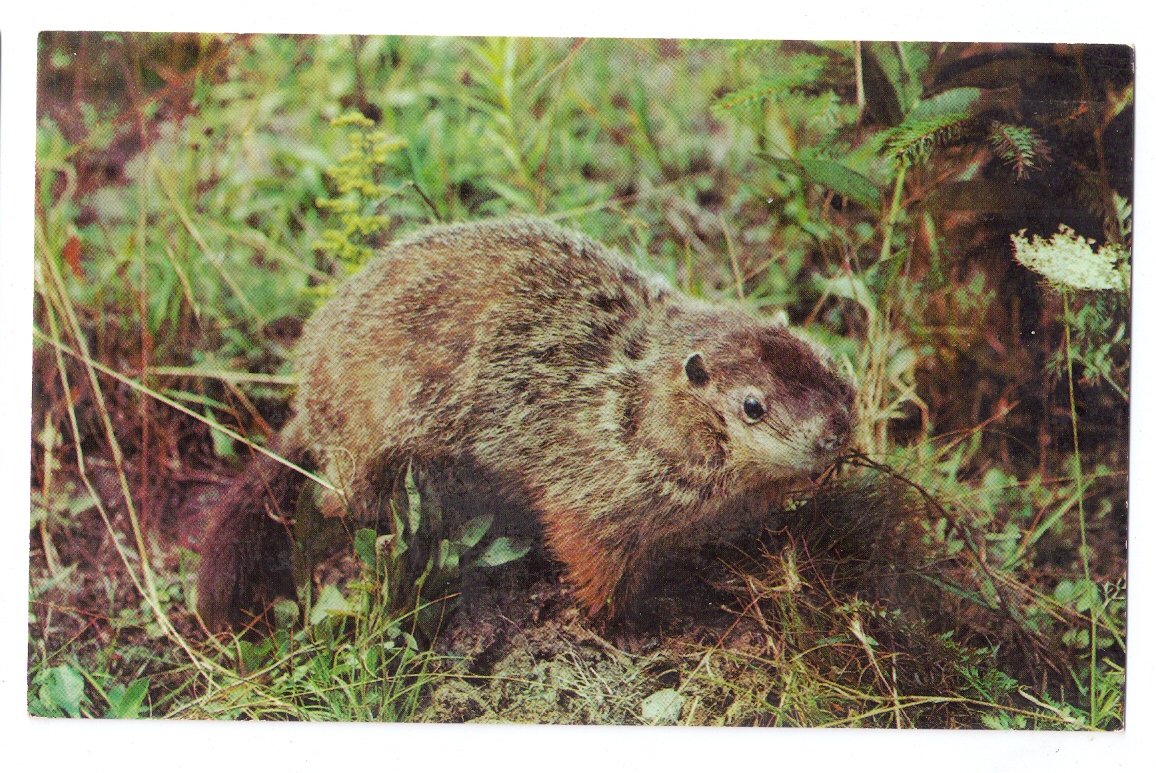 Ground Hog Woodchuck Greetings Pocono Mts Postcard