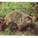 Ground Hog Woodchuck Greetings Pocono Mts Postcard