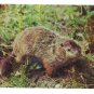 Ground Hog Woodchuck Greetings Pocono Mts Postcard