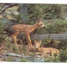 Fawns Baby Deer Greetings Pocono Mts Postcard