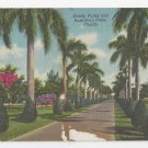 Florida Stately Palms Australian Pines FL Vintage Linen Postcard