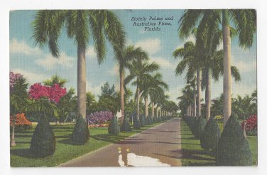 Florida Stately Palms Australian Pines FL Vintage Linen Postcard