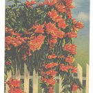Florida Flower Flame Vine Vintage 1956 Linen Postcard