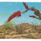 Desert Flower Ocotillo Buggy Whip Cactus Vintage 1976 Postcard 4X6 Desert Flower Ocotillo Buggy Whip Cactus Vintage 1976 Postcard 4X6