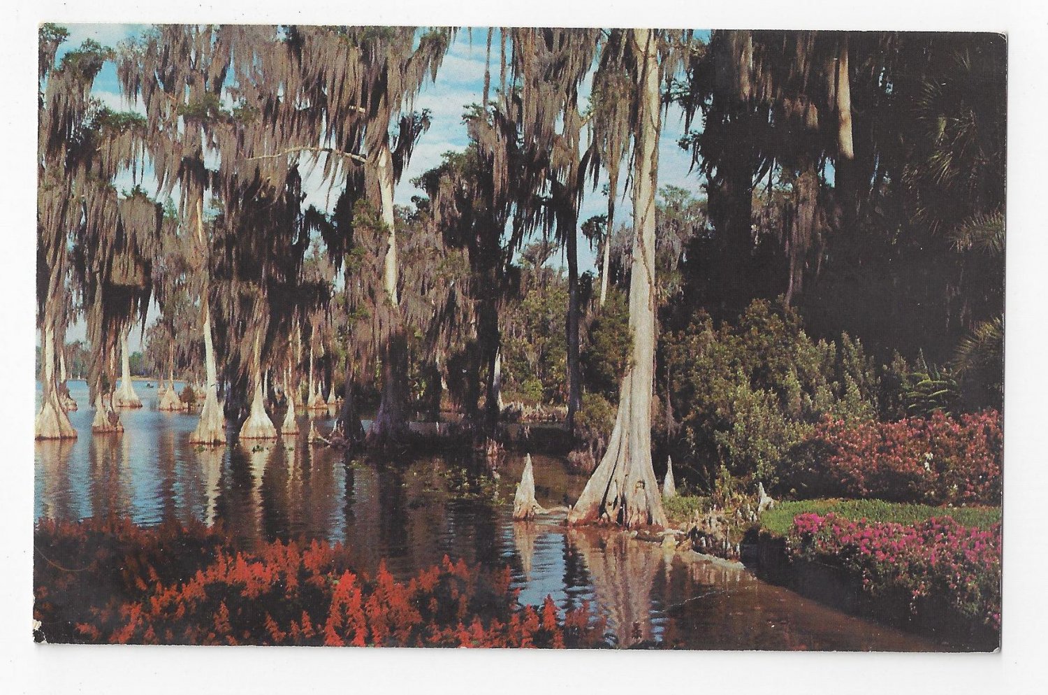 FL Cypress Trees Lake Eloise Florida Vintage 1970 Postcard