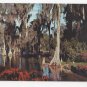 FL Cypress Trees Lake Eloise Florida Vintage 1970 Postcard