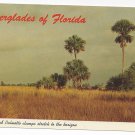 FL Everglades Sawgrass Palmetto Trees Vintage Postcard FL Everglades Sawgrass Palmetto Trees Vintage Postcard