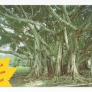 FL Florida Banyan Tree Vintage Postcard
