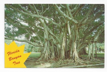 FL Florida Banyan Tree Vintage Postcard