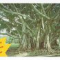 FL Florida Banyan Tree Vintage Postcard