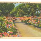 CA San Francisco Golden Gate Park Path of Rhododendrons Vtg Postcard CA San Francisco Golden Gate Park Path of Rhododendrons Vtg Postcard