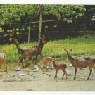 Sika Deer National Zoo Washington DC Vtg Postcard