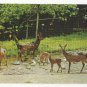 Sika Deer National Zoo Washington DC Vtg Postcard