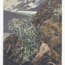 Flowers Alpenflora Artemisia Erzh Otto-Haus Huttenstempel Vintage Postcard Flowers Alpenflora Artemisia Erzh Otto-Haus Huttenstempel Vintage Postcard